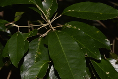 Sarcomelicope simplicifolia