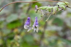 Aconitum stoloniferum