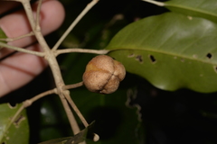 Sarcomelicope simplicifolia