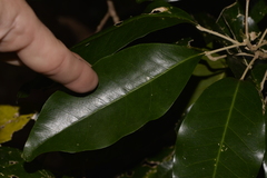 Sarcomelicope simplicifolia