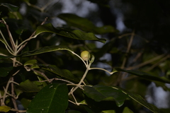 Sarcomelicope simplicifolia