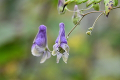Aconitum stoloniferum