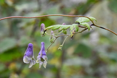 Aconitum stoloniferum