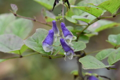 Aconitum stoloniferum