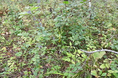 Aconitum stoloniferum