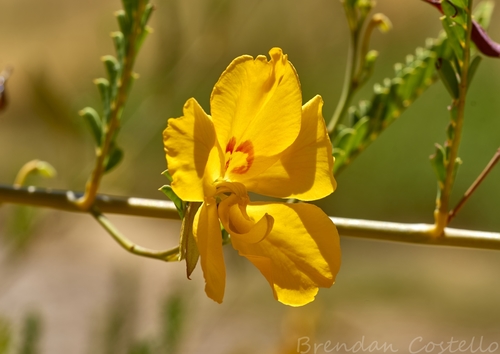 Image of Cassia Butterfly Bush (Petalostylis cassioides) by (c) Brendan Costello, some rights reserved (CC BY)