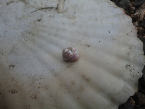 Gigahomalopoma sangarense