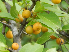 Canthium coromandelicum