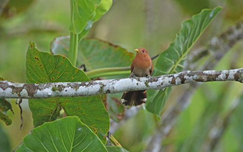 Little Cuckoo (Coccycua minuta), photo 10