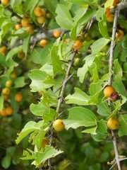 Canthium coromandelicum