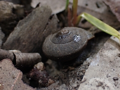 Pommerhelix mastersi