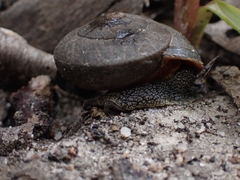 Pommerhelix mastersi