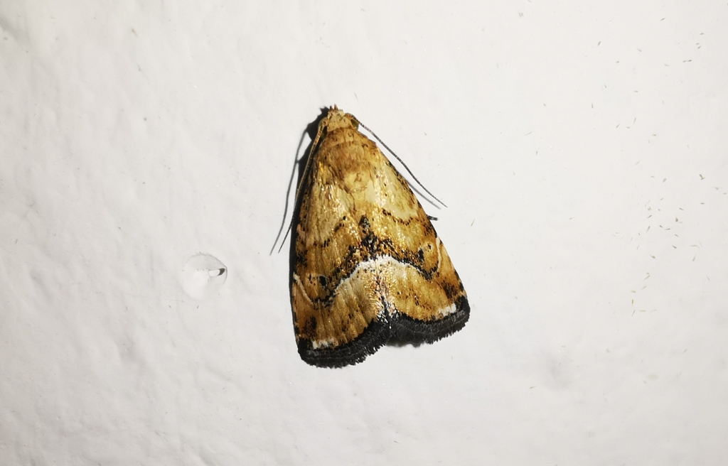 Maliattha marginalis