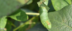 Clanis bilineata tsingtauica