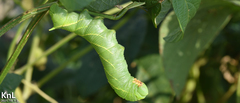 Clanis bilineata tsingtauica
