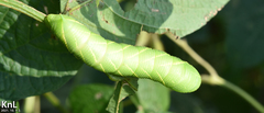 Clanis bilineata tsingtauica