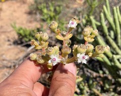 Stoeberia frutescens
