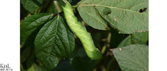 Clanis bilineata tsingtauica