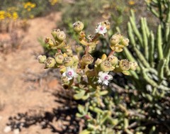 Stoeberia frutescens
