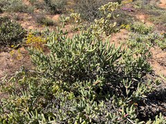 Stoeberia frutescens