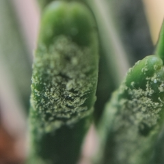 Fellhanera bouteillei