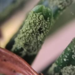 Fellhanera bouteillei