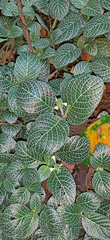 Fittonia albivenis
