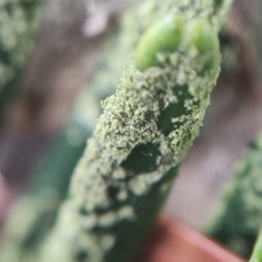 Fellhanera bouteillei