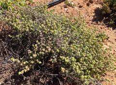 Drosanthemum curtophyllum