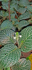 Fittonia albivenis