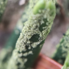 Fellhanera bouteillei