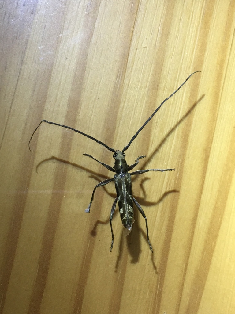Mallocera glauca