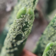 Fellhanera bouteillei