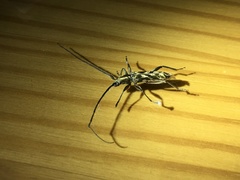Mallocera glauca