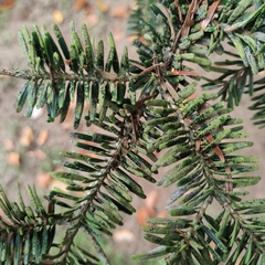 Fellhanera bouteillei