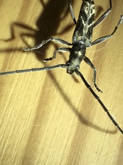 Mallocera glauca