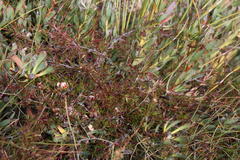 Cliffortia uncinata