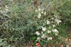 Aster incisus