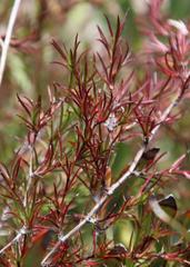 Cliffortia uncinata