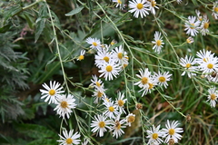 Aster incisus