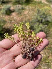 Oxalis viscosa