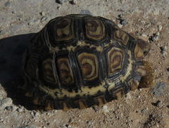Stigmochelys pardalis