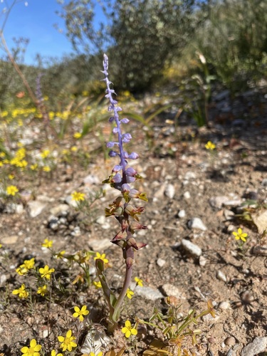 Lachenalia mutabilis