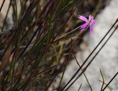Dianthus bolusii