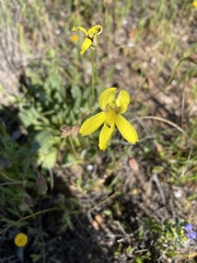 Goodenia arguta