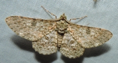 Cleora sabulata