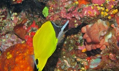 Forcipiger