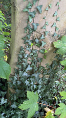 Hedera helix
