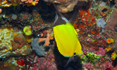 Forcipiger