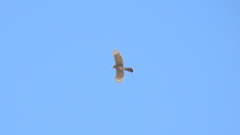 Accipiter cooperii